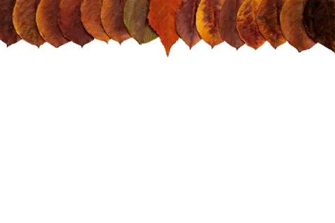 Leaves on a white background Stock Photos
