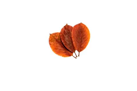 Leaves on a white background Foto stock