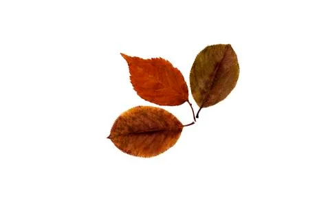 Leaves on a white background Stock Photos
