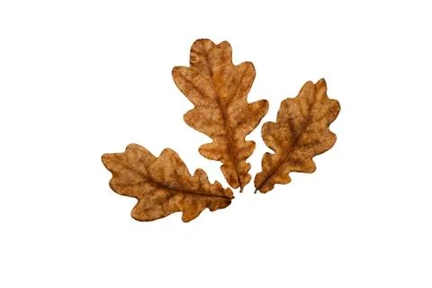 Leaves on a white background Stock Photos