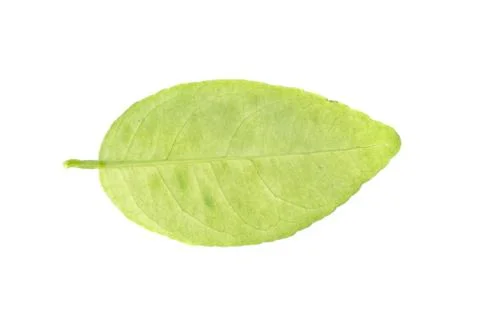 Leaves on a white background. Stock Photos