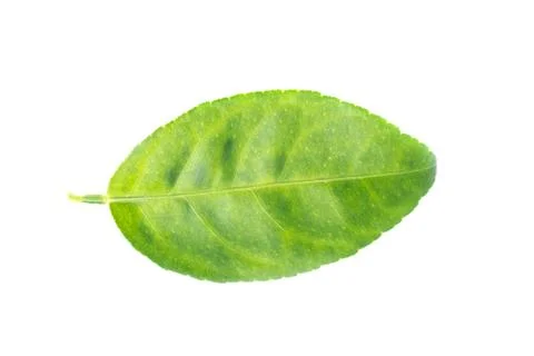 Leaves on a white background. 스톡 사진