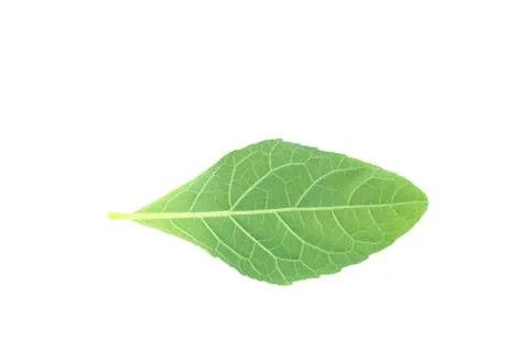 Leaves on a white background. Stock Photos