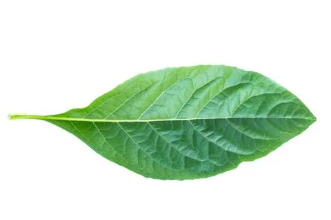 Leaves on a white background. Stock Photos