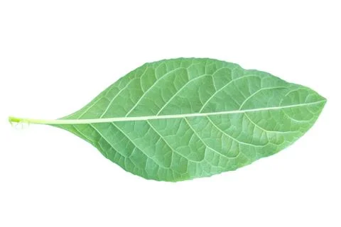 Leaves on a white background. Stock Photos