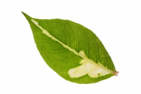 Leaves on white background Stock Photos