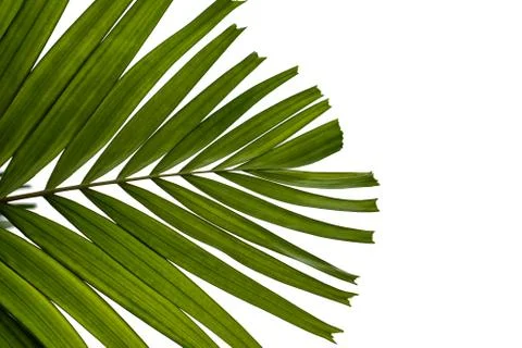 Leaves on a white background Stock Photos