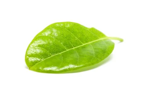 Leaves on a white background Stock Photos