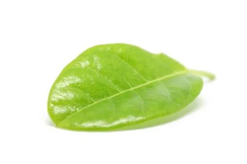 Leaves on a white background Stock Photos