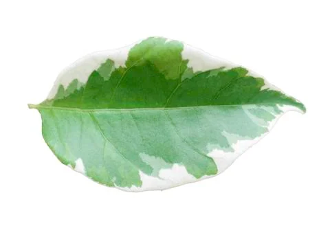 Leaves on a white background Stock-Fotos