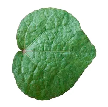 Leaves on a white background Foto stock