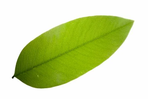 Leaves on a white background 스톡 사진