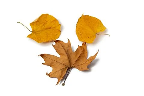 Leaves on a white background Stock Photos