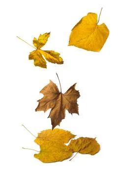 Leaves on a white background Stock Photos
