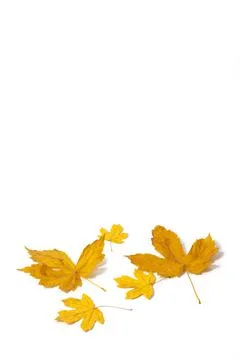 Leaves on a white background Stock Photos