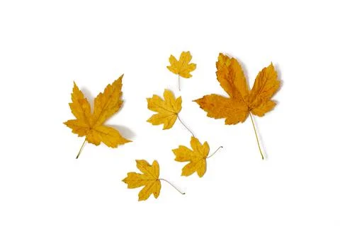 Leaves on a white background Stock Photos