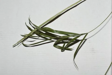 Leaves on a white background Stock Photos