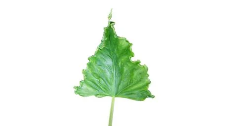 Leaves on a white background Single leaf on a beautiful white background for Stock Illustration