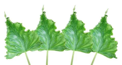 Leaves on a white background Single leaf on a beautiful white background for 스톡 일러스트