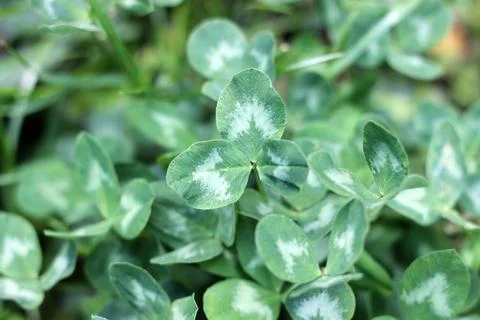 Leaves of white clover Stock Photos