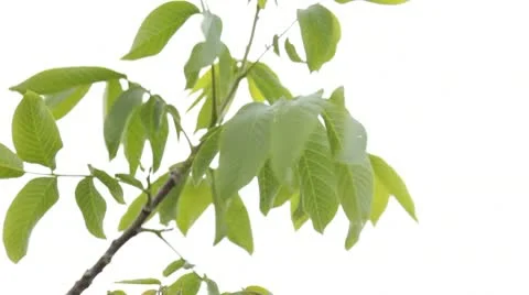 Leaves on White Stock Footage 10734383