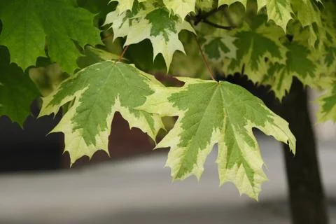 Leaves of white maple on the branches. Stock Photos