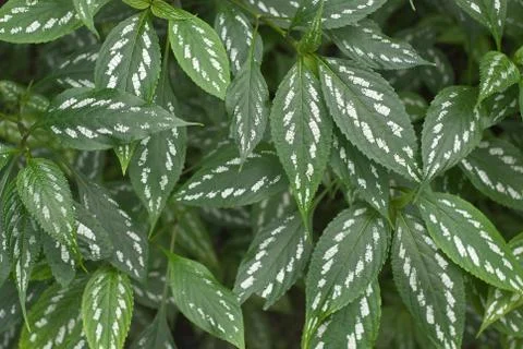 Leaves with white Stock Photos