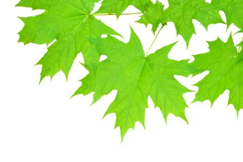 Leaves on white Foto stock