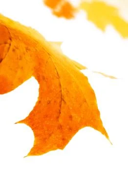 Leaves on white Stock Photos