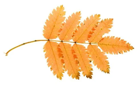 Leaves on white Stock Photos