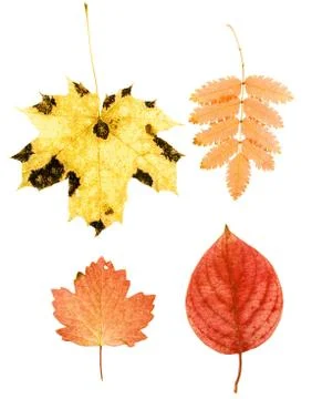 Leaves on white Stock Photos
