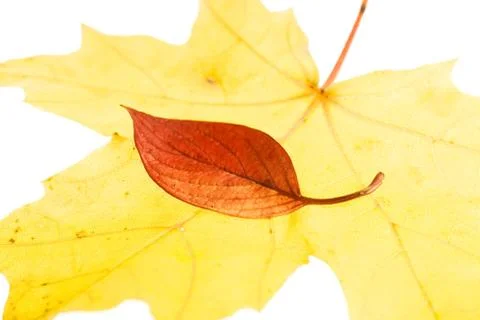 Leaves on white Stock Photos