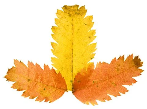 Leaves on white Stock Photos