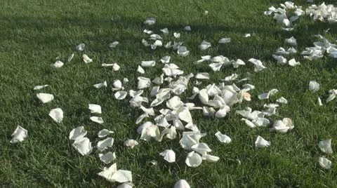 Leaves of white roses on the grass 스톡 동영상 12118618