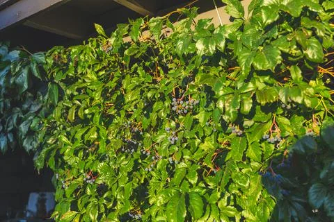 Leaves of wild grapes. Wall of leaves of wild grapes.Close up texture of green Stock Photos