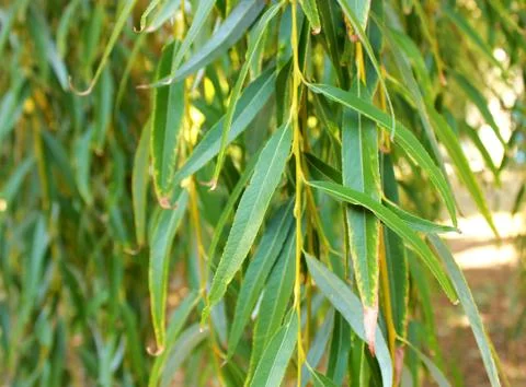 Leaves of the willow Stock Photos