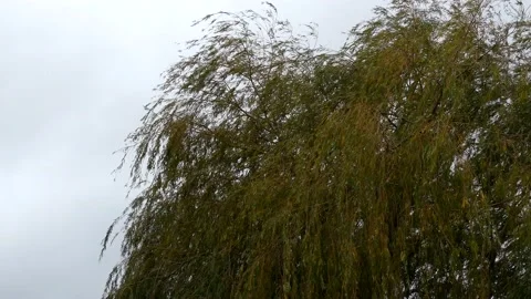 Leaves of a willow tree in the wind - autumnal background Stock Footage 141731048