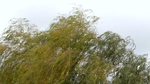 Leaves of a willow in the wind - autumnal background Stock Footage 141722536