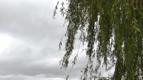 Leaves of a willow in the wind - autumnal background - real time Stock Footage 141760038
