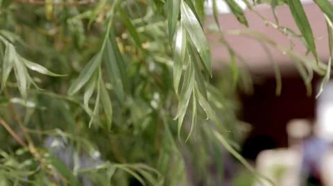 The leaves of the willow in the wind Video stock 64071844