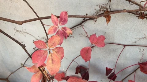 Leaves wind 8sl 動画素材 101325214