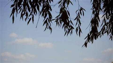 Leaves in the wind against a background of the blue sky Stock Footage 48923388
