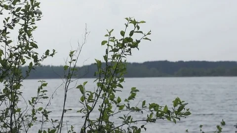 Leaves with wind and lake background Video stock 82246470