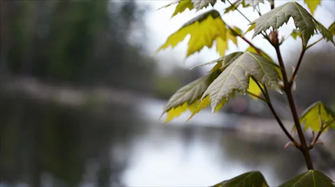 Leaves in Wind background Stock Footage 38496631