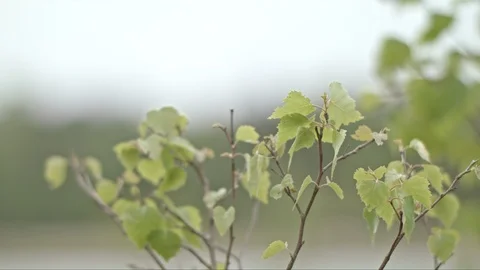 Leaves in the wind close up 스톡 동영상 87169430