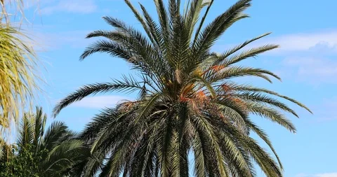 Leaves In The Wind From The Date Palm Tree Video stock 117310343