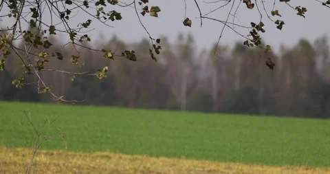 Leaves in the wind, a field in the background, 4K slomo Stock Footage 166041831