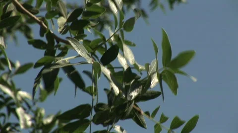 Leaves in the wind Stock Footage 134175