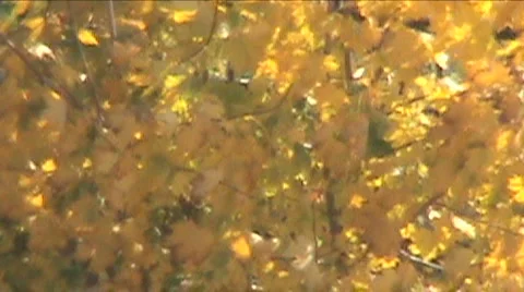 Leaves on wind Stock Footage 912480