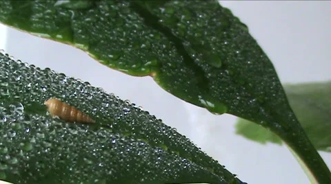 Leaves on wind  Stock Footage 939004